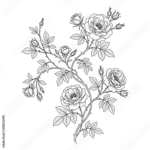 Hand drawn rose vine illustration. Detailed botanical sketch of blooming flower branches.