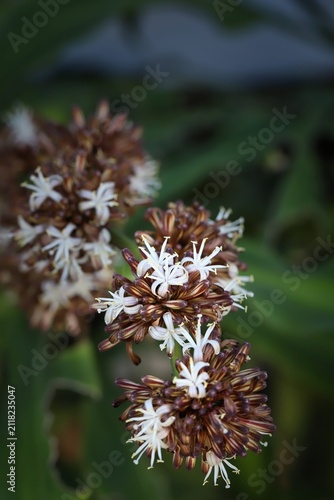 Detailed close-up shot of the rare white and brown flower clusters blooming on a Dracaena fragrans corn plant against a soft, blurred background.