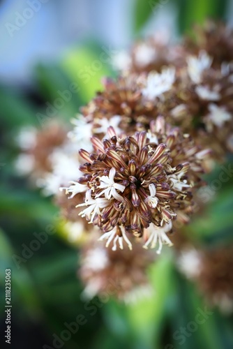 Detailed close-up shot of the rare white and brown flower clusters blooming on a Dracaena fragrans corn plant against a soft, blurred background.