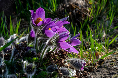 Purple Pasque flowers Pulsatilla vulgaris blooming in spring garden