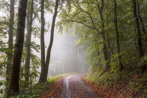 Canvas Print Curving forest track disappearing into morning fog among green beech trees in au