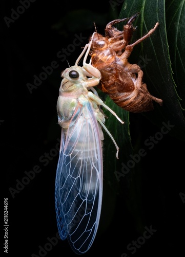 Quadro su tela A newly emerged cicada hanging beside its empty exoskeleton during the molting process on a tree branch at night