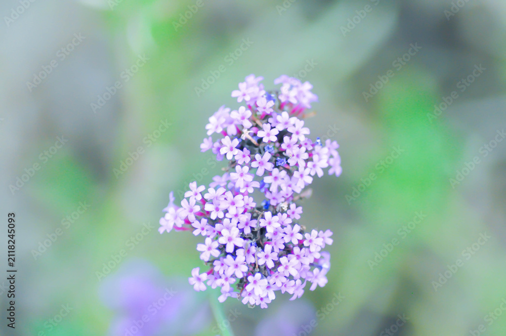 Obraz premium Verbena bonariensis or Vervain or Verbenaceae or Verbena officinalis or purple flower or purpletop vervain