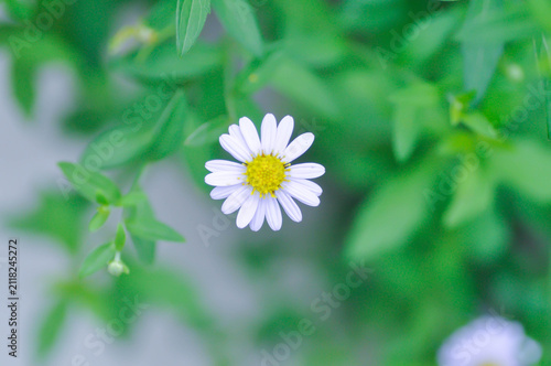 Quadro su tela Indian Aster or Kalimeris indica or Oriental Kalimeris or purple flower