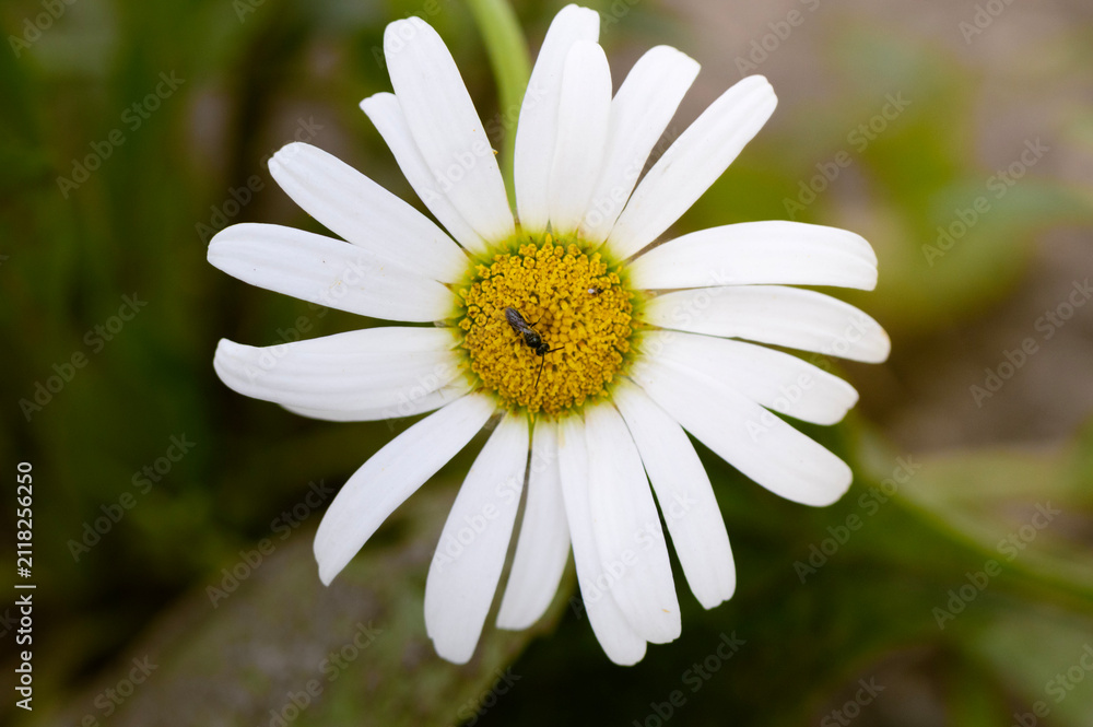 Fototapeta premium Close-Up of White Daisy with Bright Yellow Center