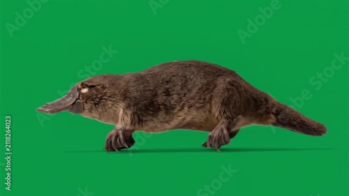 A Platypus Walks Across a Green Screen Background.