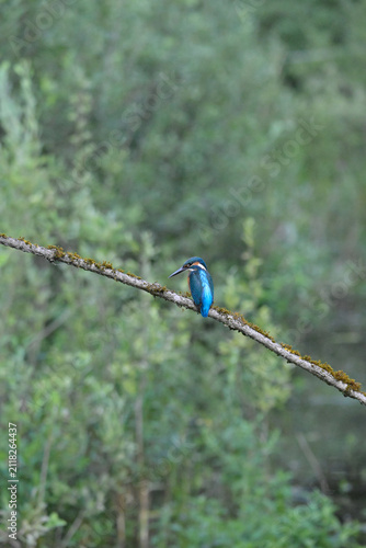 Alcedo atthis  nikon z9 slovenia