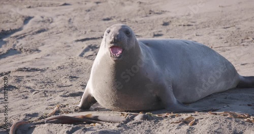 Female Elephant Seal Crawling in Slow Motion