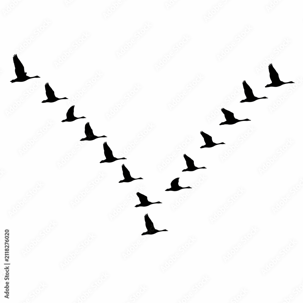 Obraz premium Flock of Flying Birds Silhouette in V Formation – Black Vector Migration Illustration Isolated on White