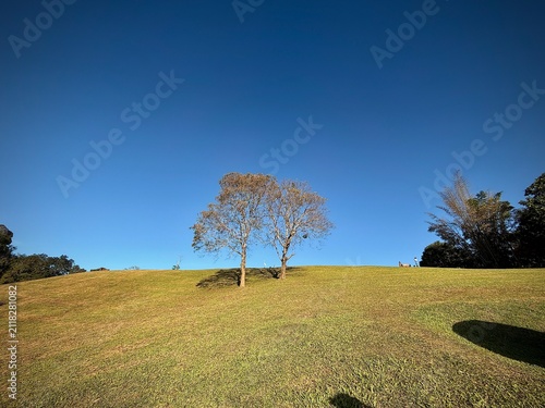 Two sparse trees standing together on a sunlit grassy hill against a deep blue sky at Sinan National Park in Nan province, Thailand.