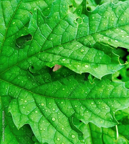green leaf with water drops