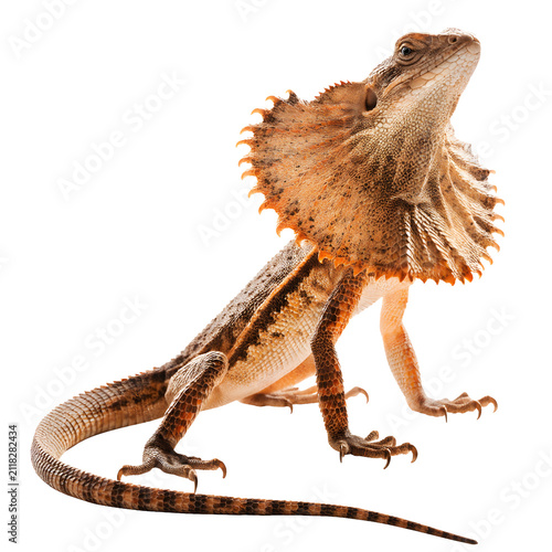 Full body frilled lizard with extended frill as cut out PNG
