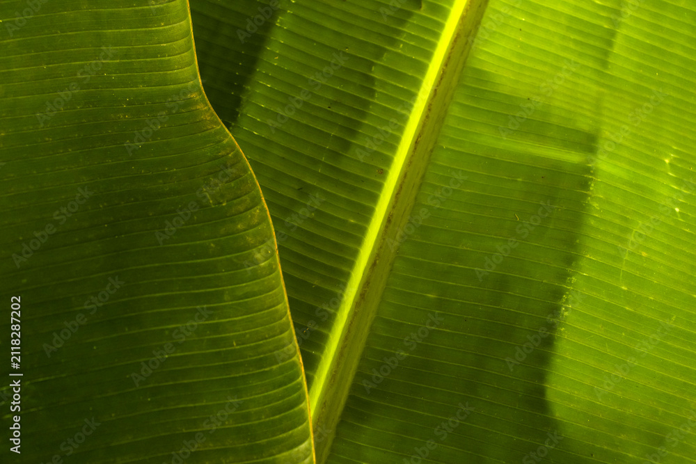 Fototapeta premium A detailed macro background showcasing the rich textures, prominent parallel veins, and natural golden lighting on layered lush tropical green banana leaves in Brazil.