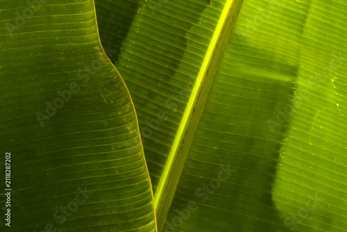 A detailed macro background showcasing the rich textures, prominent parallel veins, and natural golden lighting on layered lush tropical green banana leaves in Brazil.