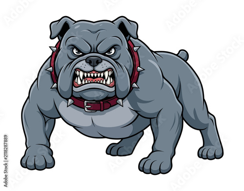Fierce Grey Bulldog Standing Aggressively with Bared Teeth and Angry Expression Wearing a Spiked Collar