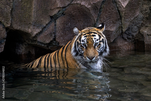 a Bengal tiger swimming in a pond