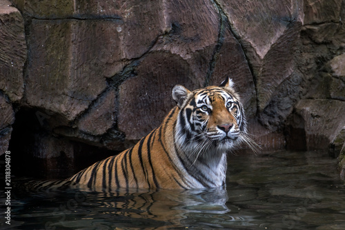 Photography a Bengal tiger swimming in a pond