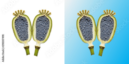 Cut poppy seed head in transparent background for culinary projects