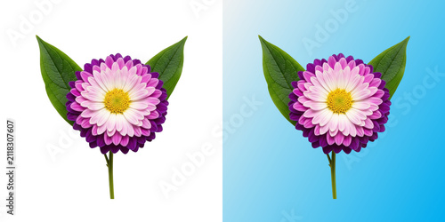 Purple flower in transparent background with green leaves cutout