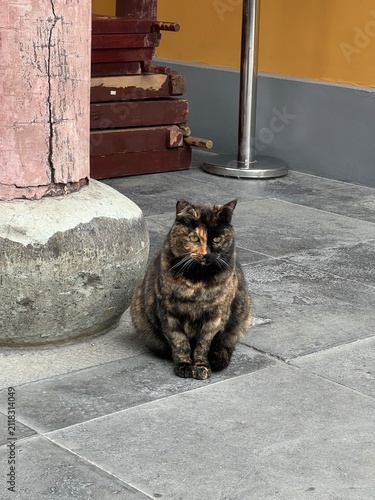 Photography Tortoiseshell cat