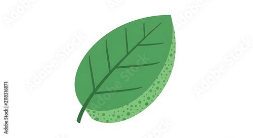 Green leaf illustration. Hand drawn botanical element isolated on white background.