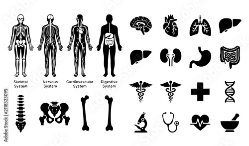 Medical Anatomy Icons Vector Set