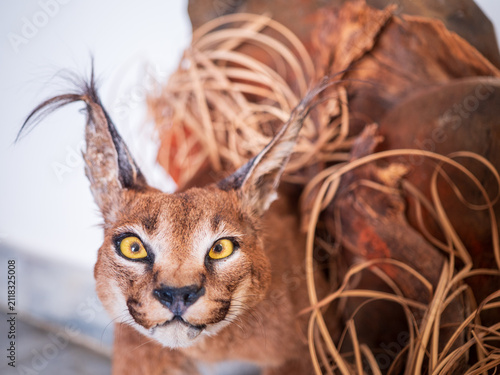 Cuadro en lienzo Front view of a taxidermy caracal (Caracal caracal) with striking amber eyes and distinctive tufted ears