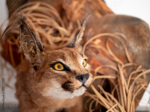 Fotografía Close-up portrait of a taxidermy caracal (Caracal caracal) with striking amber eyes and tufted ears