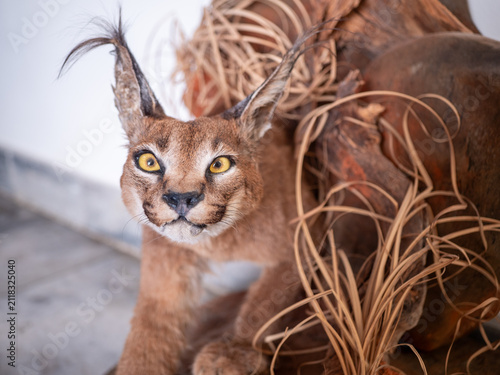 Fotografie Front view of a taxidermy caracal (Caracal caracal) with striking amber eyes and distinctive tufted ears