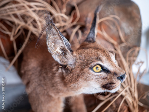 Konstfotografi Close-up portrait of a taxidermy caracal (Caracal caracal) with striking amber eyes and tufted ears