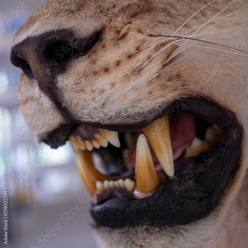 Obraz na płótnie Macro close-up of a taxidermy lioness muzzle with sharp canine teeth, whiskers and detailed fur