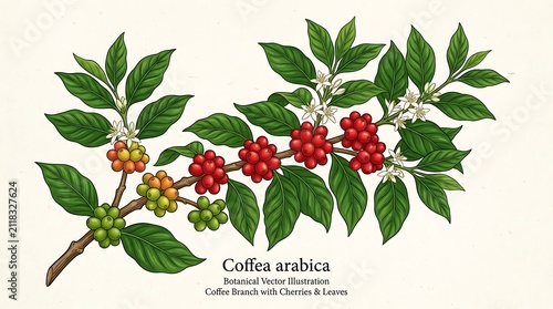 Coffea Arabica Botanical Illustration of Coffee Branch with Ripe Red Cherries, Green Leaves, and White Blossoms, Perfect for Beverage Industry Mark...