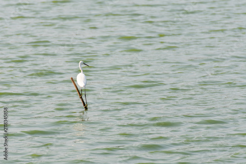 фотографія Little egret perched wooden pole above gentle water natural ripples showcasing w