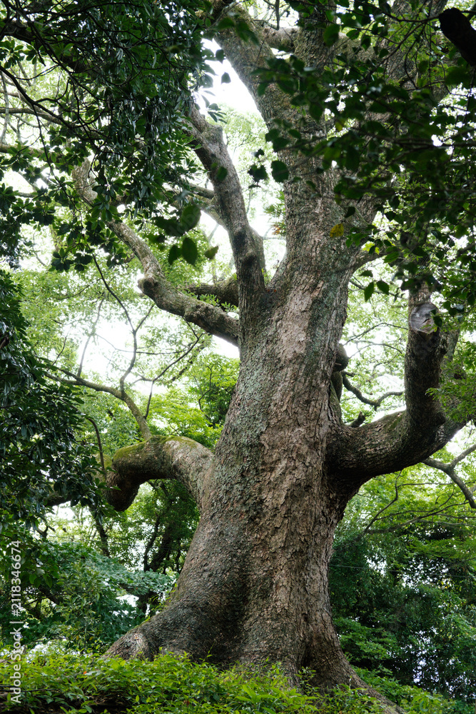 Fototapeta premium Ancient tree stands tall, roots deep in earth