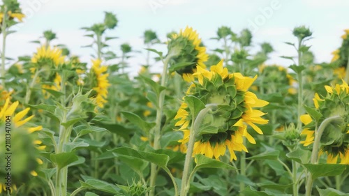 Field of sunflowers facing away from the camera under a cloudy sky