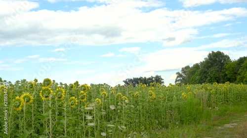 Field of sunflowers under a cloudy blue sky with green trees in the background