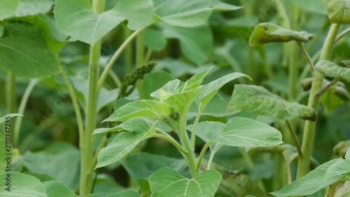 Young sunflower plant growing in a field with green leaves and stems