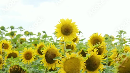 Field of sunflowers under a bright sky