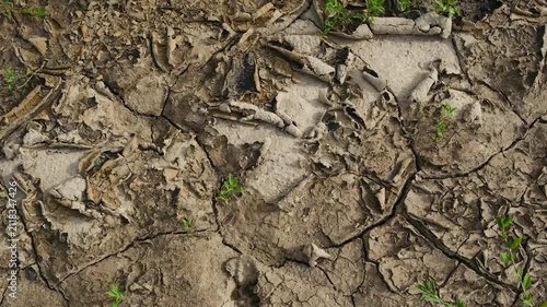 Dry cracked earth with small green plants growing