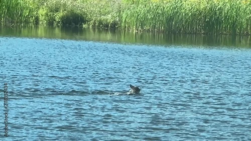 Dog Swimming Around in a Peaceful Lake on a Beautiful Summer Day