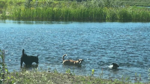 Cute Dogs Enjoying Nature in a Peaceful Pond on a Sunny Summer Day