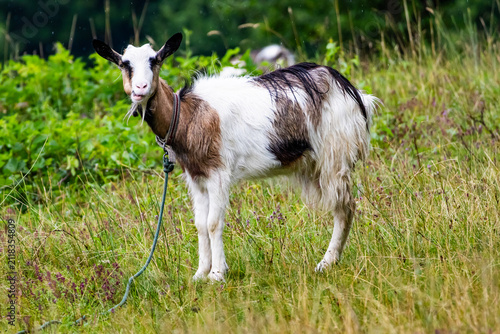 Foto White and brown goat stands alert in lush grass with a rope lead visible against