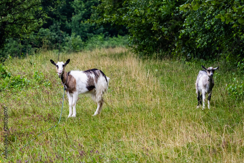 Fotografie Two young goats stand on a grassy path by the forest edge Their alert ears and c