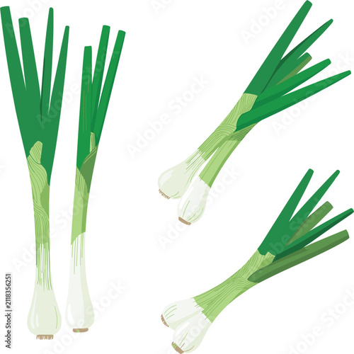 Картината върху платно Fresh, organic green onion scallions vector illustration isolated on a white bac