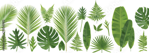 Tropical and subtropical leaves including palm, banana, monstera, and ferns