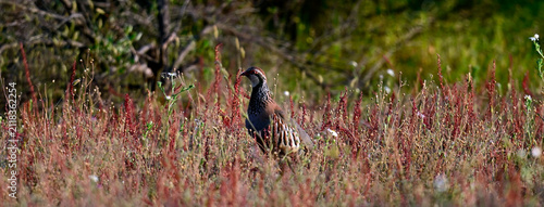 Rothuhn // Red-legged partridge (Alectoris rufa) - Nationalpark Coto de Doñana, Spanien