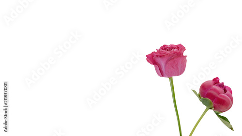 ピンクの薔薇とシャクヤクの蕾　背景透過　マクロ