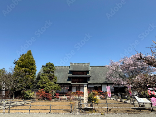 桜満開の甘草屋敷