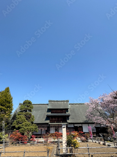 桜満開の甘草屋敷