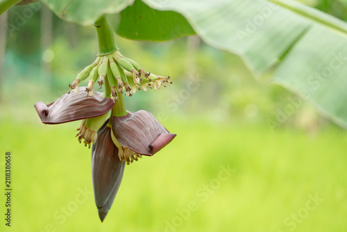 Фотография Banana Blossom Budding: A close-up view captures the intricate beauty of a banana blossom bud, with its deep purple bracts protecting developing tiny bananas